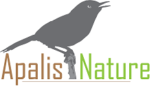 Apalis Nature